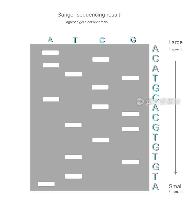 然后对琼脂糖凝胶电泳分离出大小DNA片段的目标DNA Sanger测序结果和DNA序列进行解释。